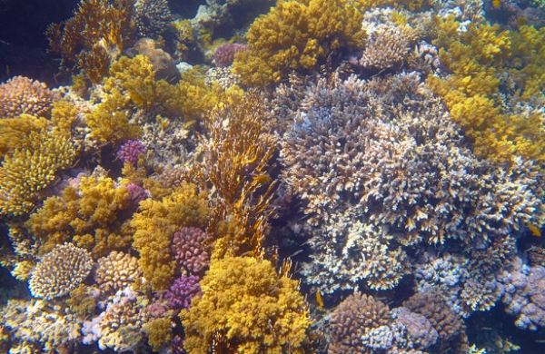 <br />
Самарца могут посадить за привезенный из Тайланда коралл<br />
