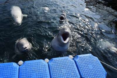 Косаток и белух из "китовой тюрьмы" выпустят в Охотское море
