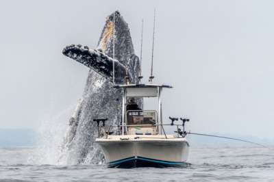 Прыжок 30-тонного горбатого кита попал на видео. Видео