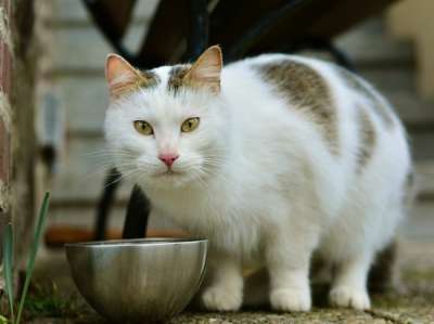 Названа новая опасность "домашней" еды для кошек