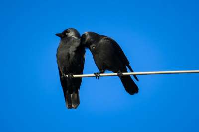 Исследование: из-за партнера птицы игнорируют правила стаи