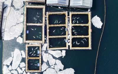 Экологи объяснили, почему опасно выпускать в бухте Средняя косаток из "китовой тюрьмы"