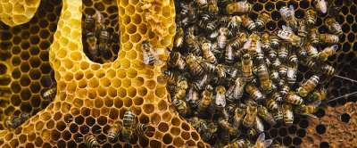 20 мая - Всемирный день пчел
