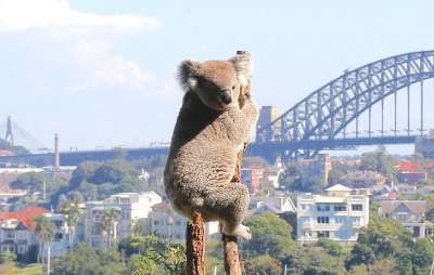 Зоозащитники сообщили, что популяции коал грозит исчезновение