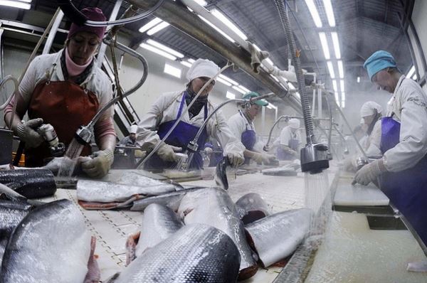 Более 3,5 тонн небезопасной рыбы изъято на рыбоперерабатывающем предприятии в Тавричанке 